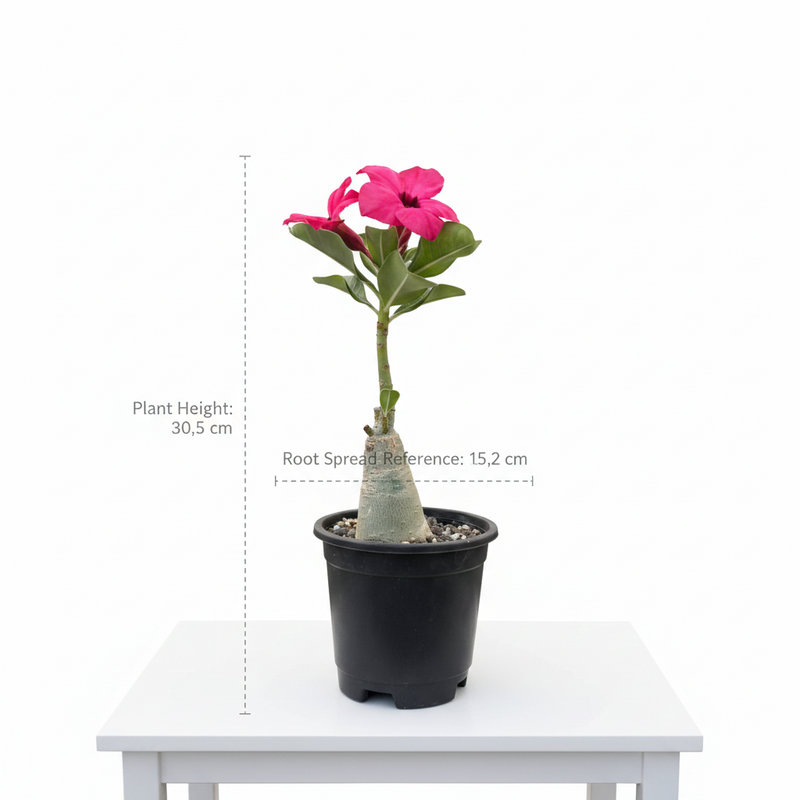 Adenium swazicum Desert rose