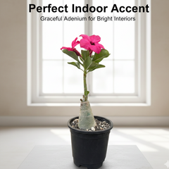 Adenium swazicum Desert rose