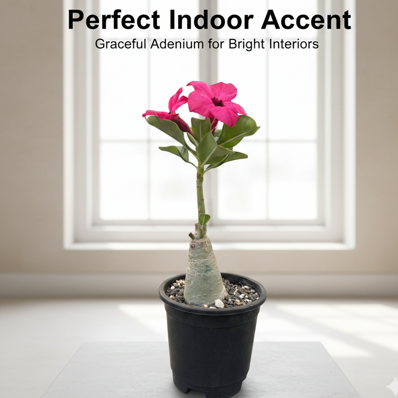 Adenium swazicum Desert rose