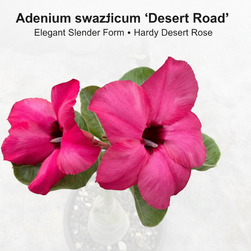 Adenium swazicum Desert rose