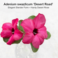 Adenium swazicum Desert rose