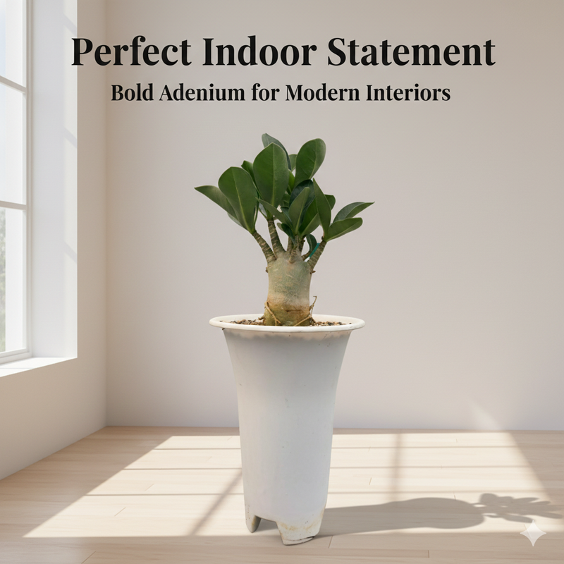 Adenium Arabicum Godji rare caudex desert rose live plant
