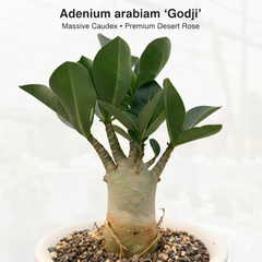 Adenium Arabicum Godji rare caudex desert rose live plant
