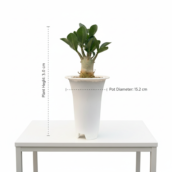 Adenium arebicum godji