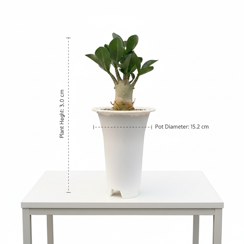 Adenium arebicum godji