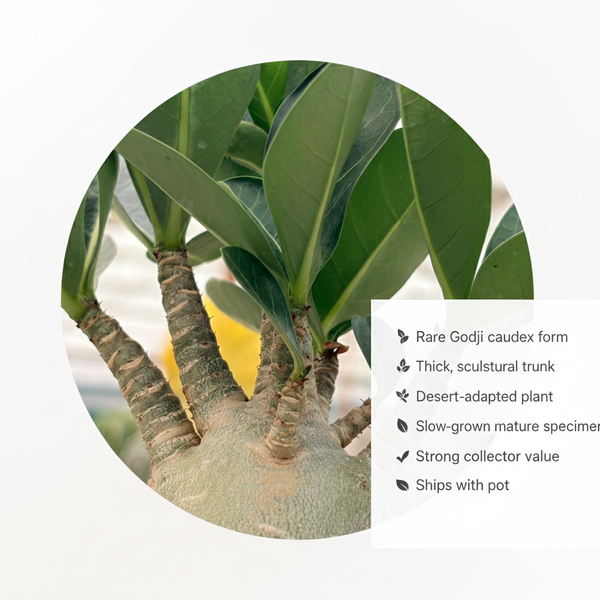 Adenium Arabicum Godji rare caudex desert rose live plant
