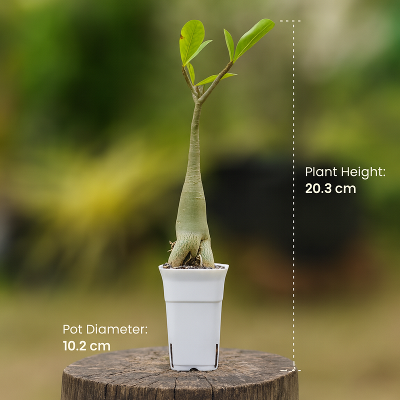 Adenium arabicum yak T.56