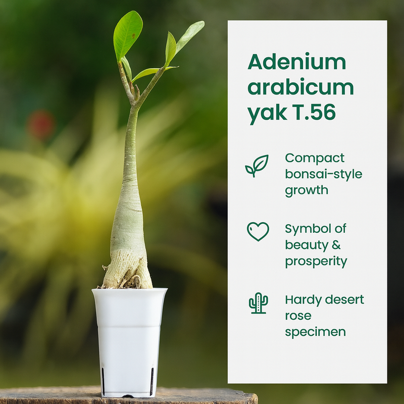 Adenium arabicum yak T.56