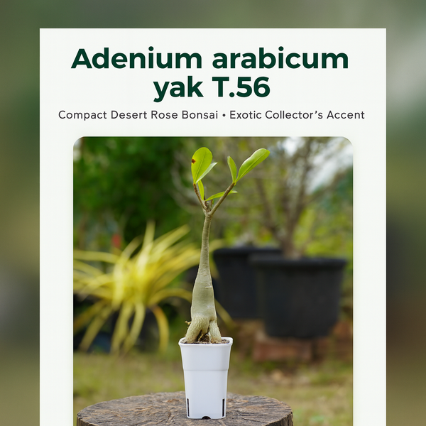 Adenium Arabicum Yak T.56 desert rose caudex live plant
