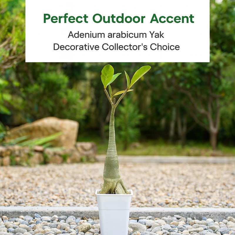 Compact Adenium Arabicum Yak T.56 caudex plant for collectors
