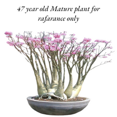 Adenium Arabicum Yak Saudi desert rose caudex live plant
