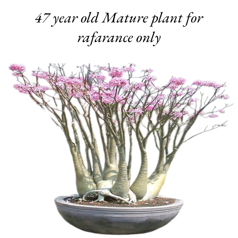 Adenium Arabicum Yak Saudi desert rose caudex live plant
