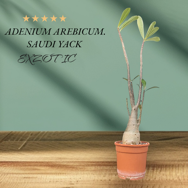 Premium Adenium Arabicum Yak Saudi caudex plant for collectors
