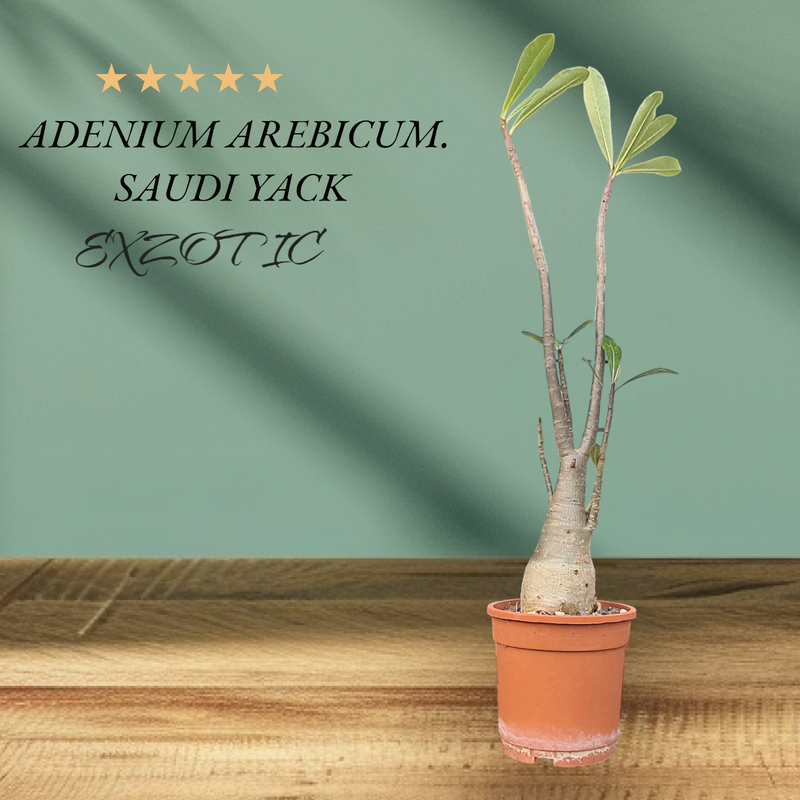 Premium Adenium Arabicum Yak Saudi caudex plant for collectors
