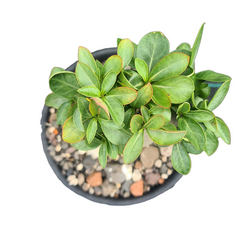 Premium Adenium Arabicum Saudi Yack caudex plant for collectors
