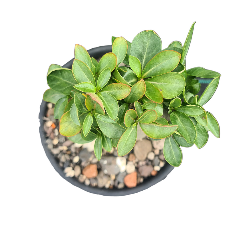 Premium Adenium Arabicum Saudi Yack caudex plant for collectors
