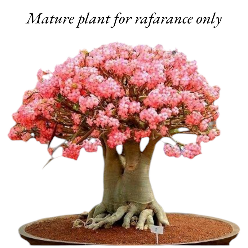 Adenium Arabicum PMK desert rose caudex live plant

