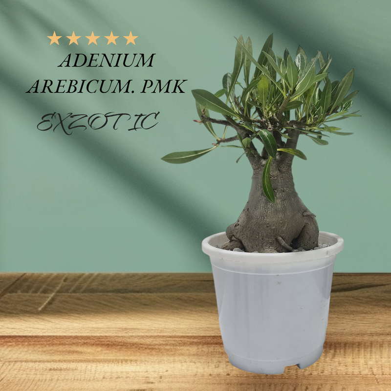 Hardy Adenium Arabicum PMK caudex bonsai plant
