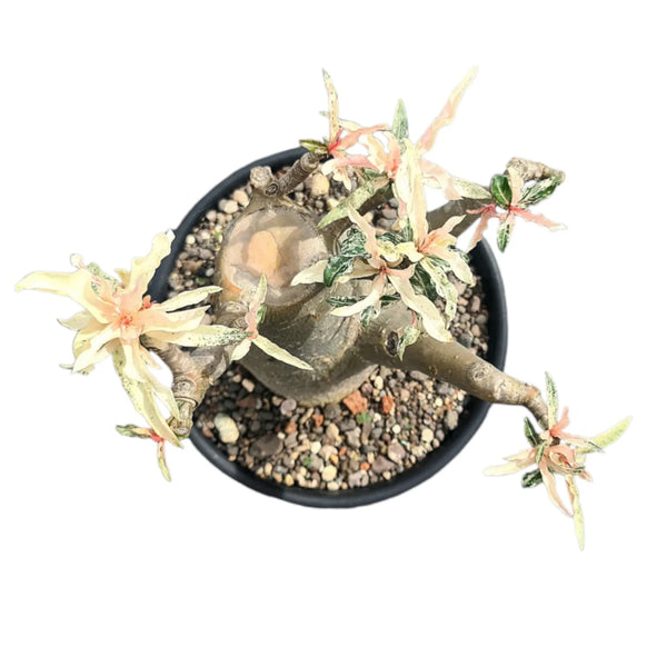 Variegated Adenium crispum caudex plant for collectors
