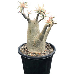 Adenium crispum variegated rare caudex live plant
