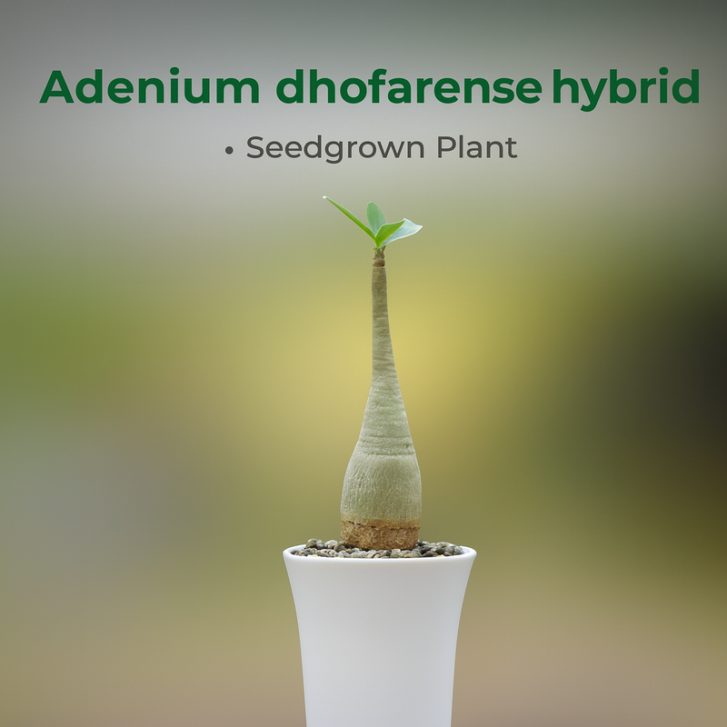 Adenium dhofarense hybrid caudex desert rose live plant
