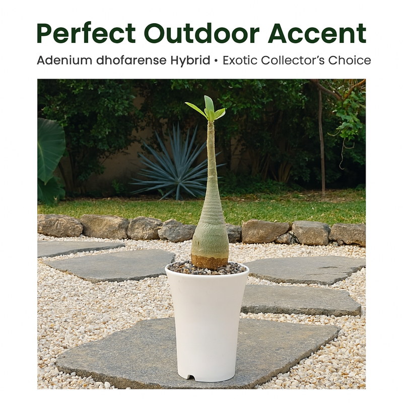 Rare Adenium dhofarense hybrid caudex plant for collectors
