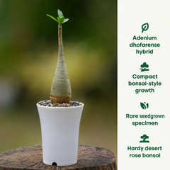 Adenium dhofarense hybrid