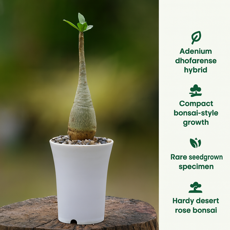 Adenium dhofarense hybrid