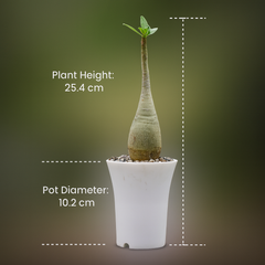 Adenium dhofarense hybrid