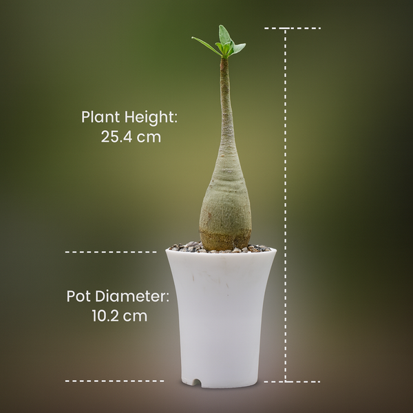 Adenium dhofarense hybrid
