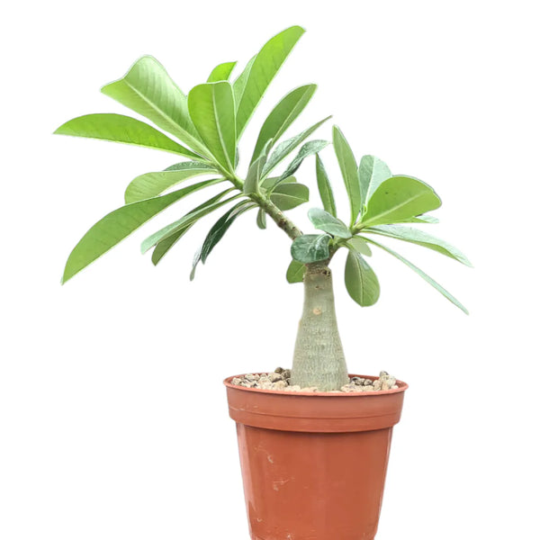 Pink flowering Adenium Eye of Storm plant for home and garden
