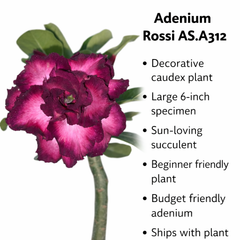 Adenium rossi AS.A312