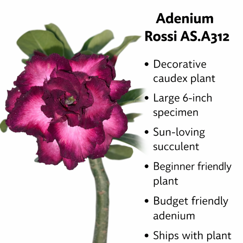 Adenium rossi AS.A312