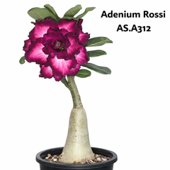 Adenium rossi AS.A312