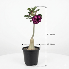 Adenium rossi AS.A312