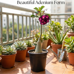 Adenium rossi AS.A312