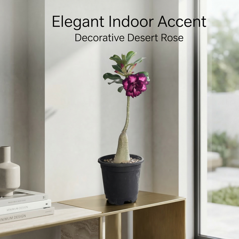 Adenium rossi AS.A312