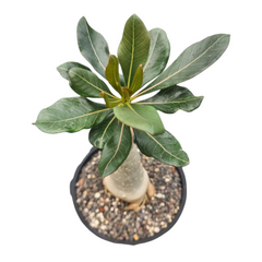 Adenium socotranum giant desert rose caudex live plant

