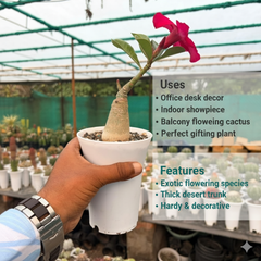 Adenium swazicum Desert rose