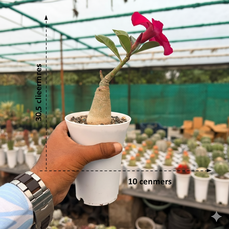 Adenium swazicum Desert rose