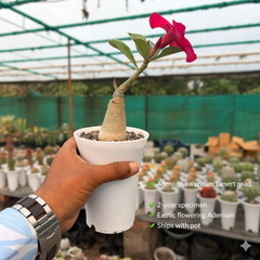 Adenium swazicum Desert rose