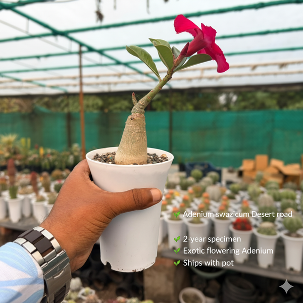 Adenium swazicum Desert rose