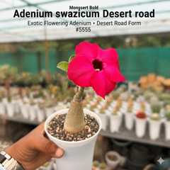 Adenium swazicum Desert rose