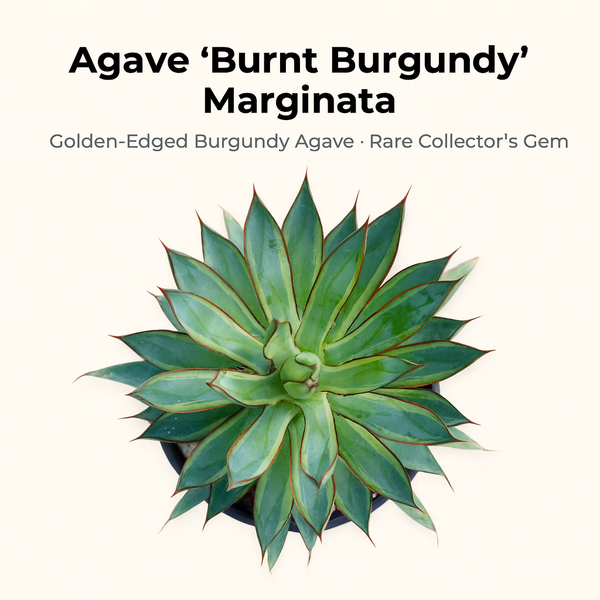 Agave "Burnt Burgundy" Marginata