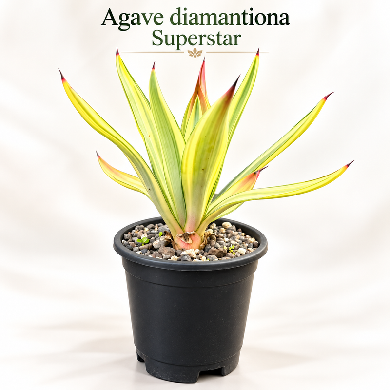Agave diamantina superstar