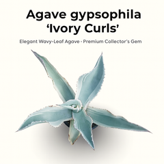 Agave gypsophila Ivory Curls