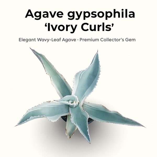 Agave gypsophila Ivory Curls