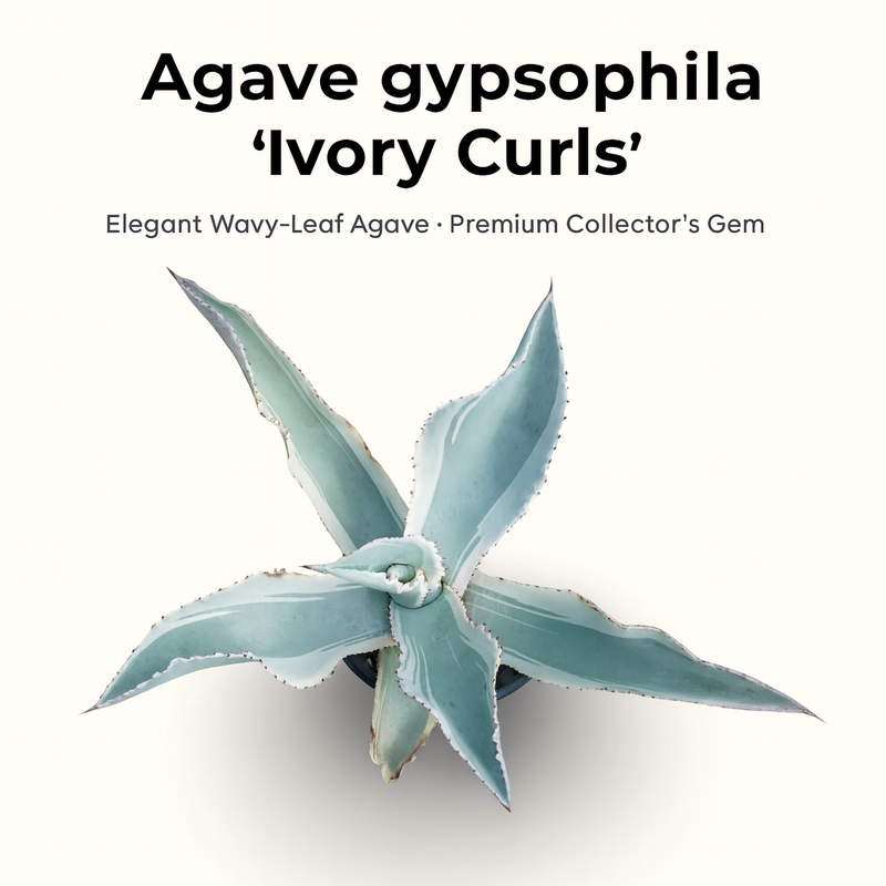 Agave gypsophila Ivory Curls