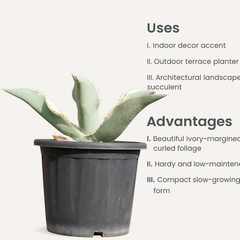 Agave gypsophila Ivory Curls