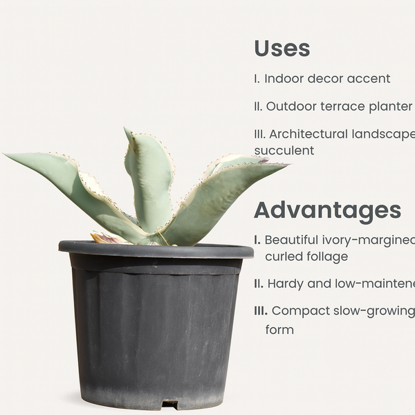 Agave gypsophila Ivory Curls